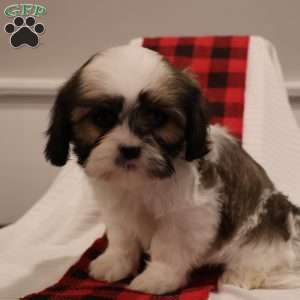 Holly, Cava-Tzu Puppy